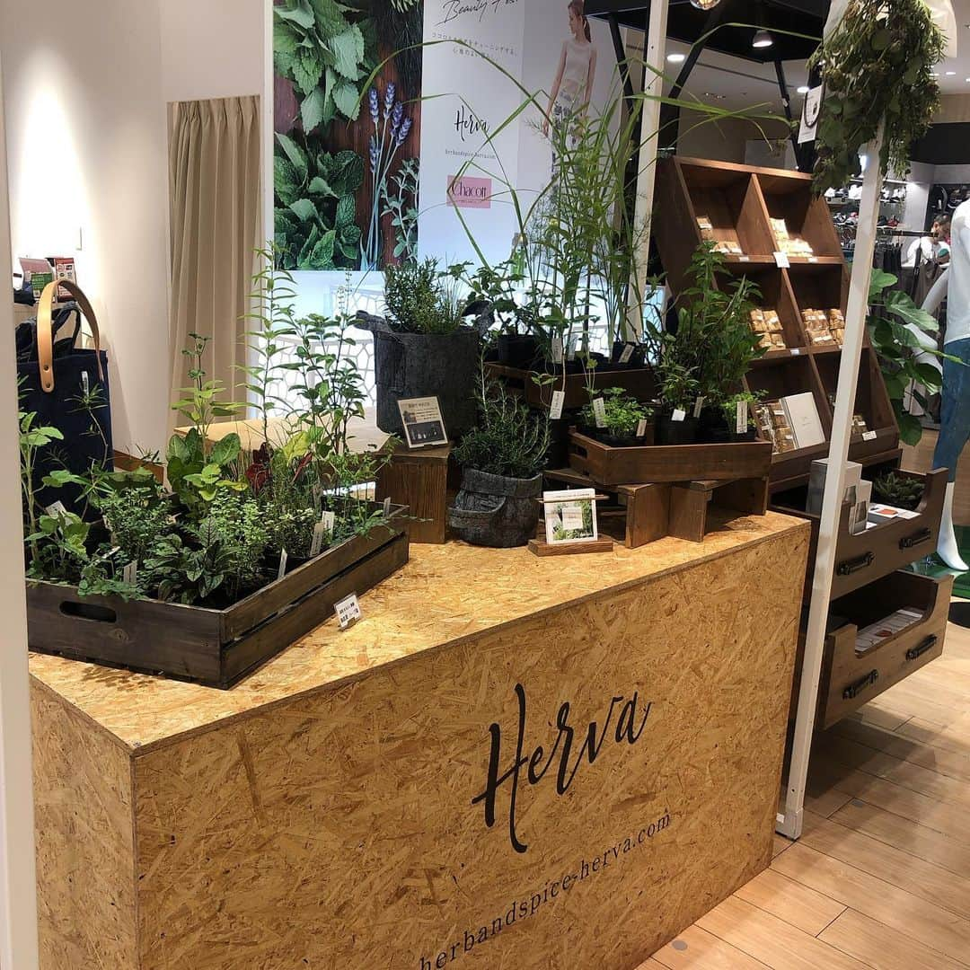 HERVA AKICOさんのインスタグラム写真 - (HERVA AKICOInstagram)「今日も博多阪急8階にいますっ🌿 wellness&beauty fes  #まるふく農園 さんの  #オーガニックハーブ苗#rootpouch #ハーブクッキー #カレーミックス#スパイス など販売しています  同じく8階では、作家さんが集まったユトリエまつり開催中です。  8/6までの #ポップアップ 良ければお立ち寄り下さい♪」8月4日 11時28分 - herva_akiko