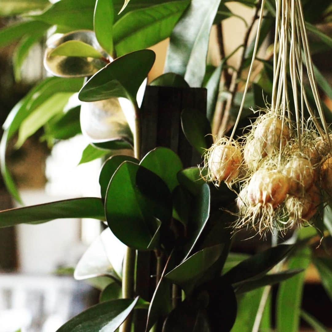 MILLE ECLAT.のグルメインスタ