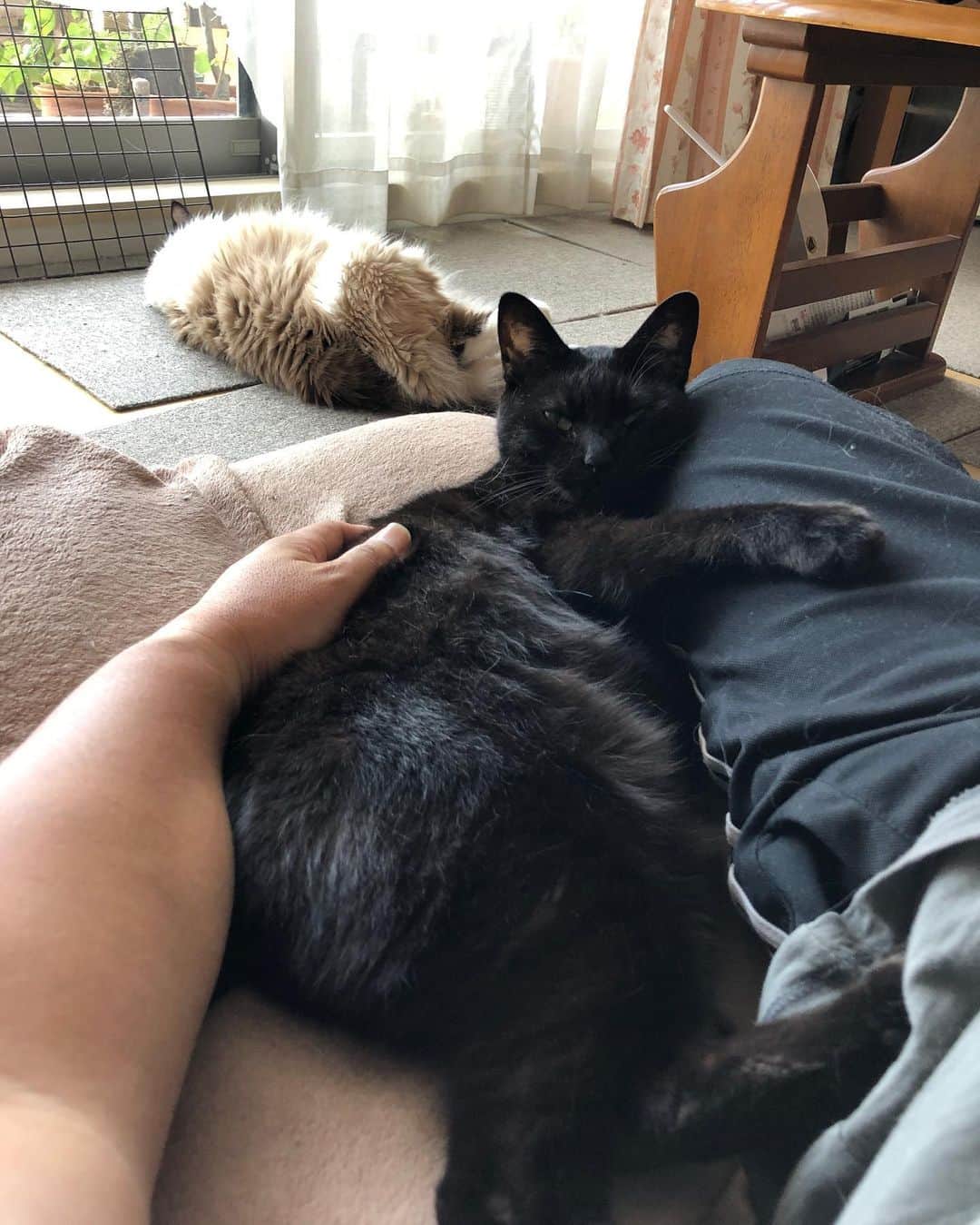 ホタテ＆クラム＆シラスのインスタグラム：「依存されてます（笑） #cat #neko #blackcat #猫 #ねこ #黒猫 #catstagram #instagram #instagramjapan #ig_japan #igersjp」
