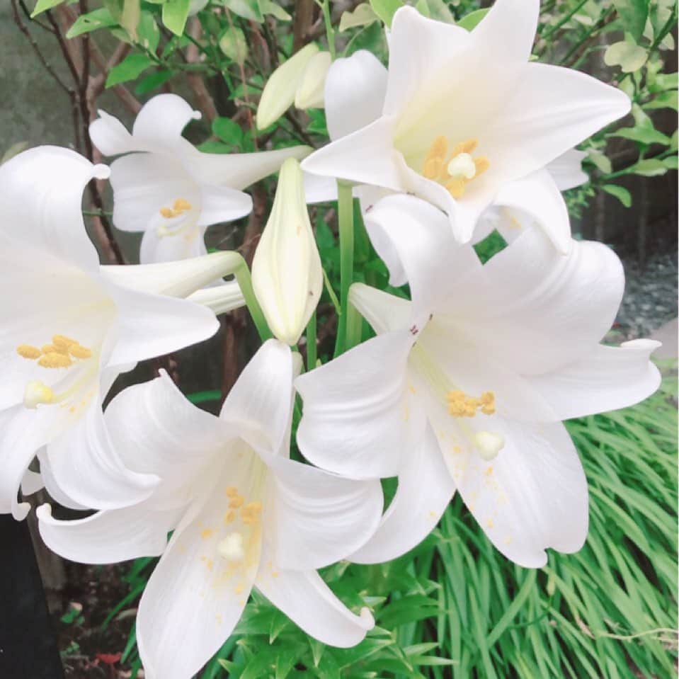 のインスタグラム：「百合ゆれて  見て見て見てよ  見なさいよ  This is my "Haiku(short poem)". Lilies are swaying, Look at me look at me, You must look at me.  #魔女の宅急便 #児童文学作家 #庭のユリ #eikokadono #kikisdeliveryservice #五七五 #俳句 #haiku」