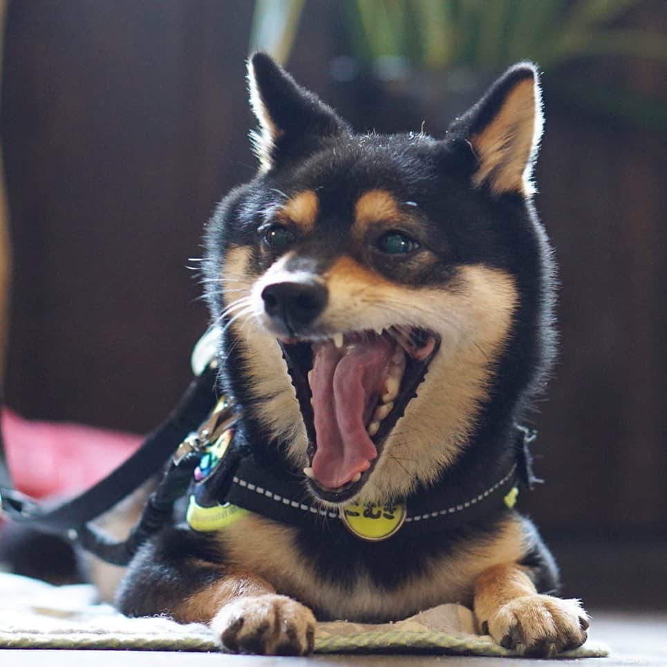 黒豆柴こむぎのグルメインスタ