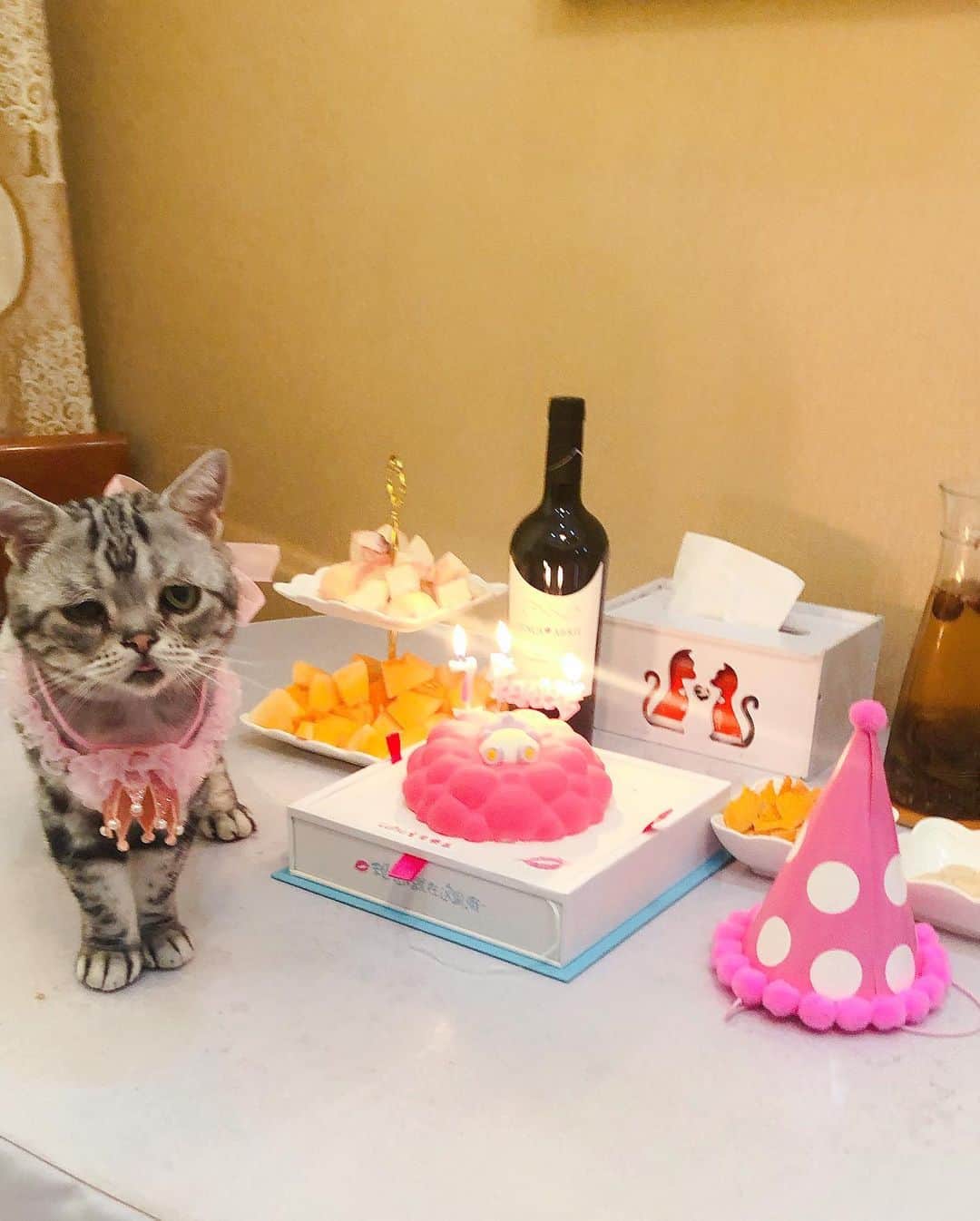 ルフさんのインスタグラム写真 - (ルフInstagram)「#luhu:"i m 7 years old! yeah! congrats myself to get it about this age! it's not easy for me cause I was not born a healthy baby with incurable diseases,it's big day to my family 🎉🍻🎂🥳🎈 btw i m a BOY, that cake shop made a mistake 😂 😂 ~~" - - #sadcat #birthdaycake #birthdaycat #angel #angelcat #adorable #lovely #cat #cute」8月4日 13時00分 - lanlan731