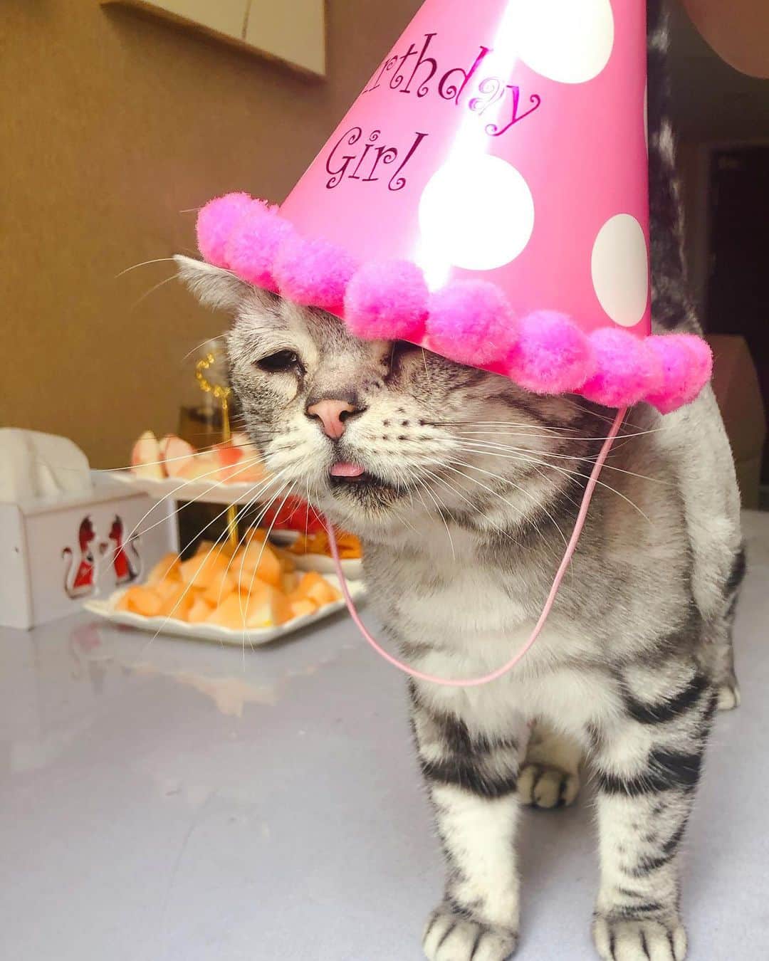 ルフさんのインスタグラム写真 - (ルフInstagram)「#luhu:"i m 7 years old! yeah! congrats myself to get it about this age! it's not easy for me cause I was not born a healthy baby with incurable diseases,it's big day to my family 🎉🍻🎂🥳🎈 btw i m a BOY, that cake shop made a mistake 😂 😂 ~~" - - #sadcat #birthdaycake #birthdaycat #angel #angelcat #adorable #lovely #cat #cute」8月4日 13時00分 - lanlan731