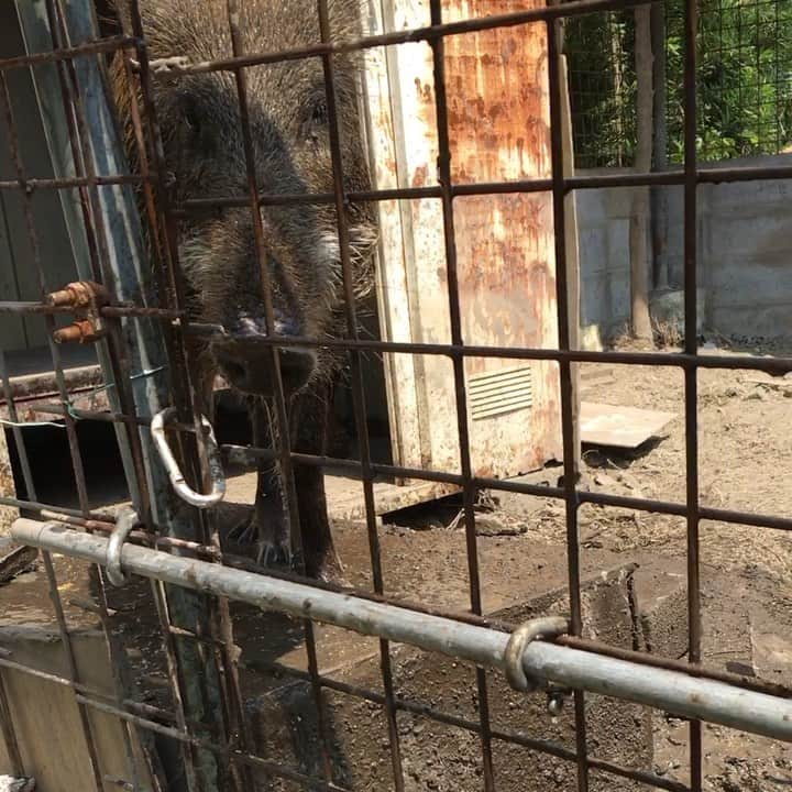 内澤旬子のインスタグラム