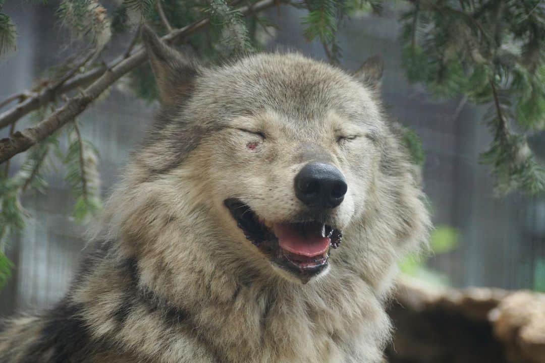 ビッケ & トッドさんのインスタグラム写真 - (ビッケ & トッドInstagram)「#Wolf in Maruyama zoo.  昨日はショウに久しぶりに会えました。 会いたかったよ〜と呼びかけていたら、ニッコリ笑顔も見せてくれました。 毎回この子に会う為に日帰りで円山に出かけています。  #wolves #狼 #オオカミ #シンリンオオカミ #ショウ #円山動物園」8月4日 13時25分 - bikke_the_chip
