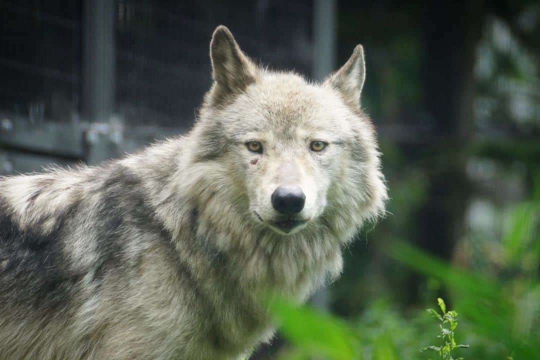 ビッケ & トッドさんのインスタグラム写真 - (ビッケ & トッドInstagram)「#Wolf in Maruyama zoo.  昨日はショウに久しぶりに会えました。 会いたかったよ〜と呼びかけていたら、ニッコリ笑顔も見せてくれました。 毎回この子に会う為に日帰りで円山に出かけています。  #wolves #狼 #オオカミ #シンリンオオカミ #ショウ #円山動物園」8月4日 13時25分 - bikke_the_chip