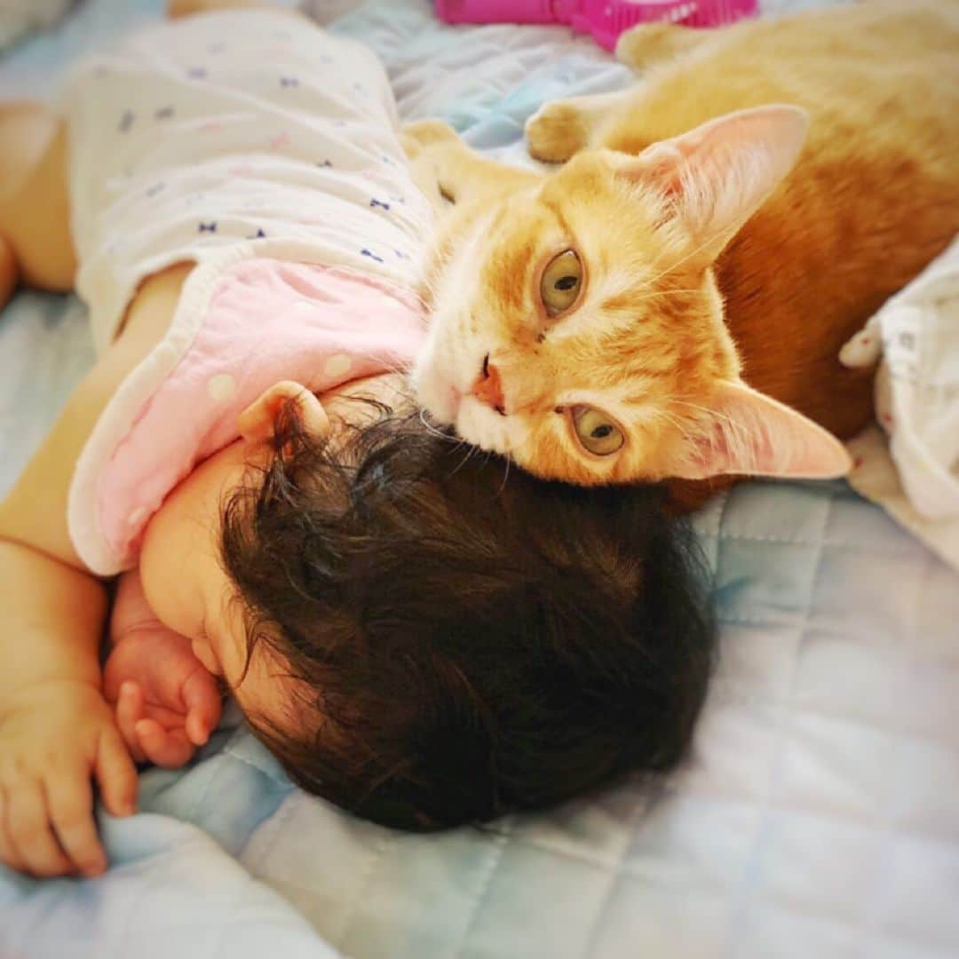 のインスタグラム：「本日も寝かしつけバッチリです👌 #neko_magazine #ねこ #猫 #ネコ #catstagram #cat #ねこマガジン #NEKONOBA #赤ちゃんと猫 #猫と赤ちゃん」