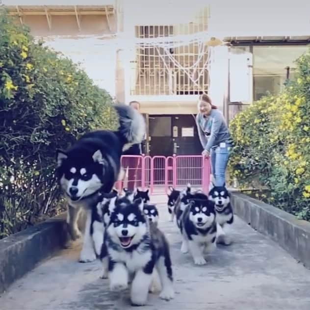 husky and malamuteのインスタグラム：「Happy weekend.🤪🤪 follow @alaskandaily （Twitter：alaskandaily）for more cute pic and video.😜 ……………………………………………………………… Each video was approved by the original author. But  don't have a Instagram account. We are first one post those video. So watermark credit @alaskandaily ……………………………………………………………… #alaskan#malamute#alaskanmalamute#alaskanhusky#malamutesofinstagram#puppylife#puppylove#puppydog#puppylover#dogdays#malamutepuppy#huskies#huskeypuppy#huskeiesreq#siberian#huskeiesofig#dogslife#dogsofnyc#cutedog#cutedogs#huskeypics#huskeylovers#huskygram#huskeylove#huskiesofinstagram#dogsofnyc#husky#狗」