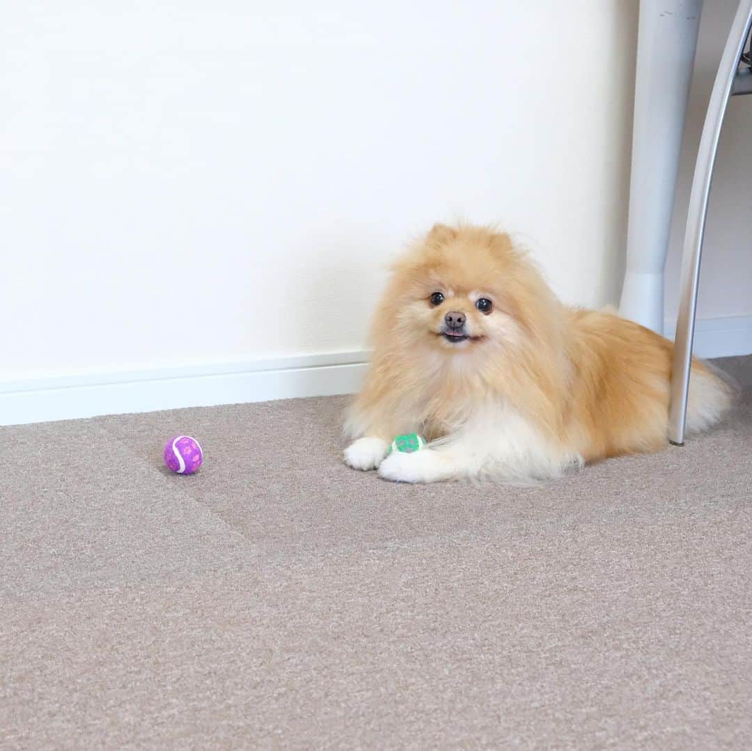 Hanaさんのインスタグラム写真 - (HanaInstagram)「ブログ更新しました♪ プロフィールから飛べます🚀 http://kedamakyoudai.blog.jp/ * ボール大好きお姉 🎾🐶❤️ * ボールを見せた時の笑顔が何よりの証拠 * 🎾 🐕💨💨💨 * * #Pomeranian#pom#pompom#pomstagram#pets#dogs#doglover#dogsofinstagram#dogstagram#Japan#Kawaii#fluffydog#ポメラニアン#犬#いぬら部#pecoいぬ部#ライブドアインスタブロガー#もふもふ#ふわもこ部#cute#cutedog#funny#funnydog#いぬのきもち#犬と猫#ball#family」8月4日 13時50分 - mofu2family