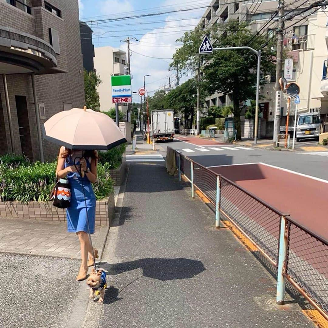 神崎恵さんのインスタグラム写真 - (神崎恵Instagram)「早朝のひとこま。 今日も朝から活動的。 トリミング🐶。 夕飯のお買い物。 早々に用を済ませてひといき中。  one-piece #stellamccartney  数年前のです。。 tops #drawer shoes #bottegaveneta bag #pierrehardy  日傘は #サンバリア100 ☂️」8月4日 13時51分 - megumi_kanzaki