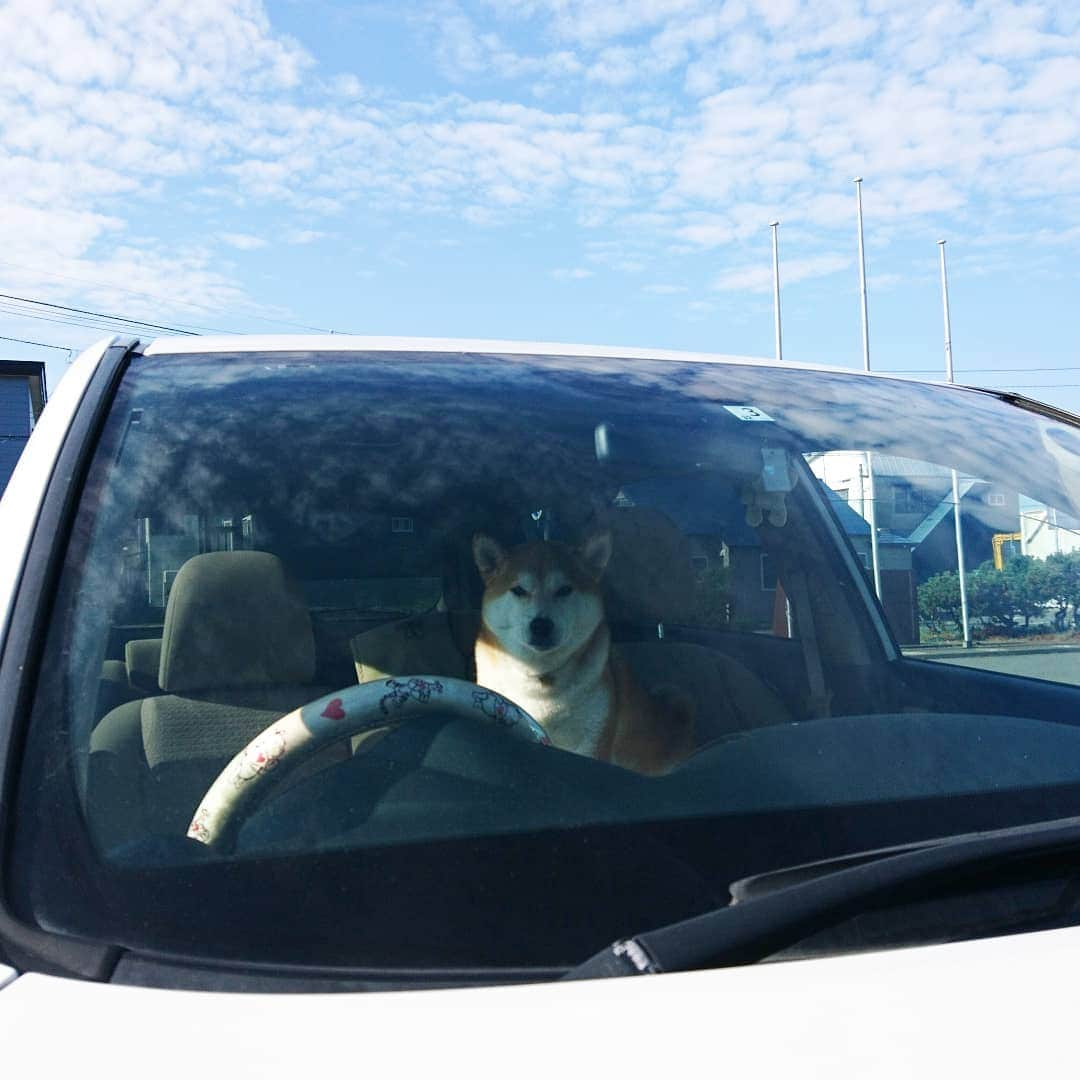 柴犬⭐️サスケさんのインスタグラム写真 - (柴犬⭐️サスケInstagram)「こんにちわん #朝イチ選挙に行ってきました#茶助は選挙権ありません#車で待機#家ついても降りようとしない#おっさん#柴犬#赤柴#犬ら部 #ふわもこ部 #🐶📷 #pecoいぬ部 #shibagram#shibastagram」8月4日 14時01分 - shiba20150405