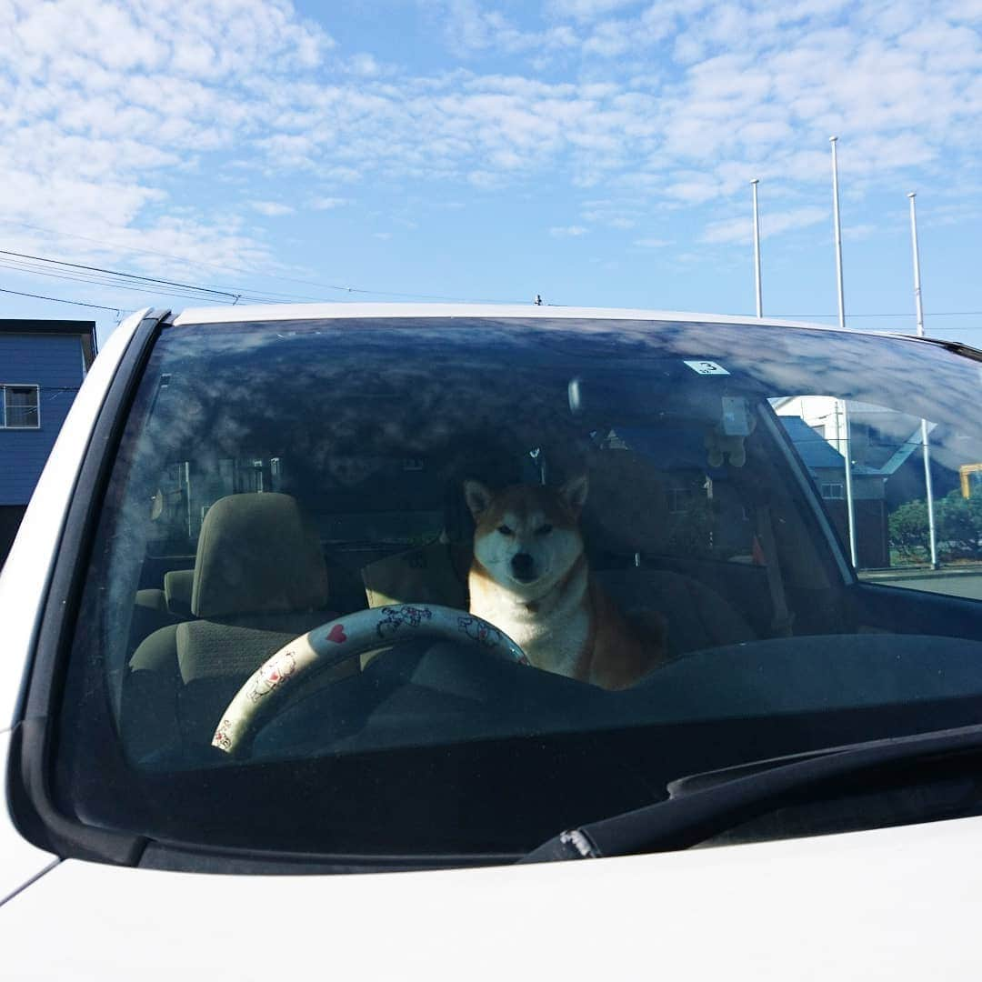 柴犬⭐️サスケのインスタグラム