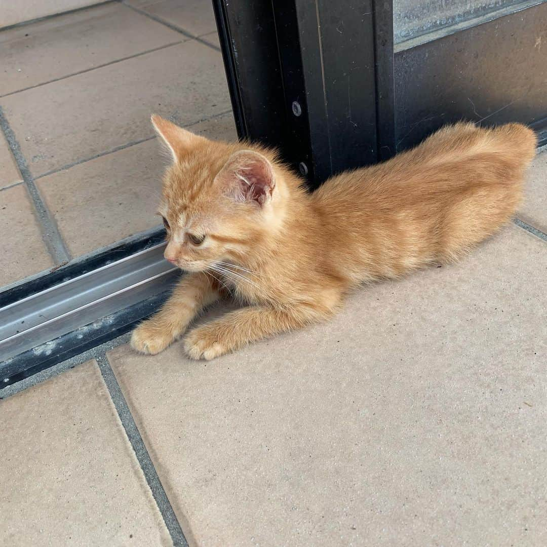 渋谷ジャパンさんのインスタグラム写真 - (渋谷ジャパンInstagram)「子猫見つけた。かわいいかよ。おれ猫アレルギーなんだけど子猫なら何されても許しちゃうよ、ねえ。」8月4日 14時02分 - shibuya_japan