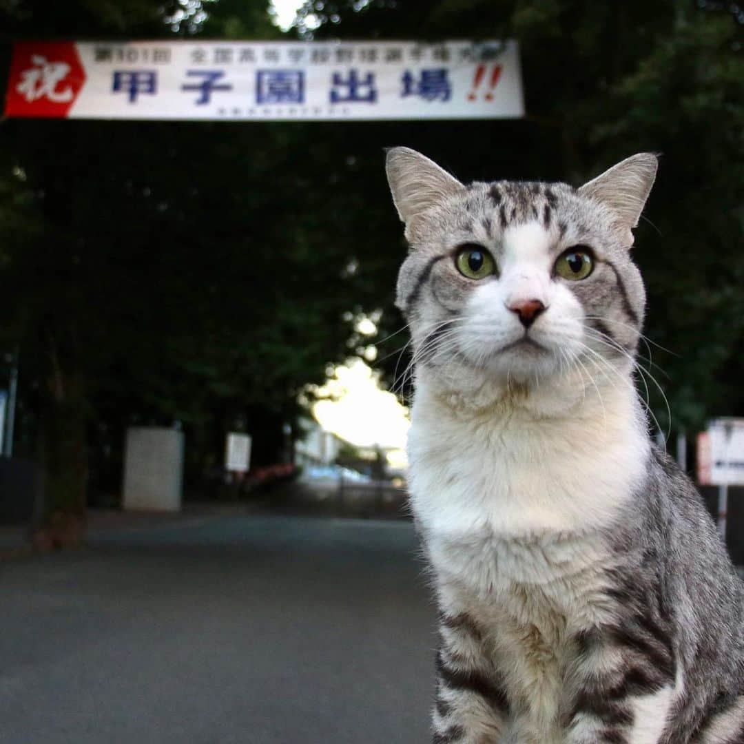 Nyankichi Noranekoのインスタグラム