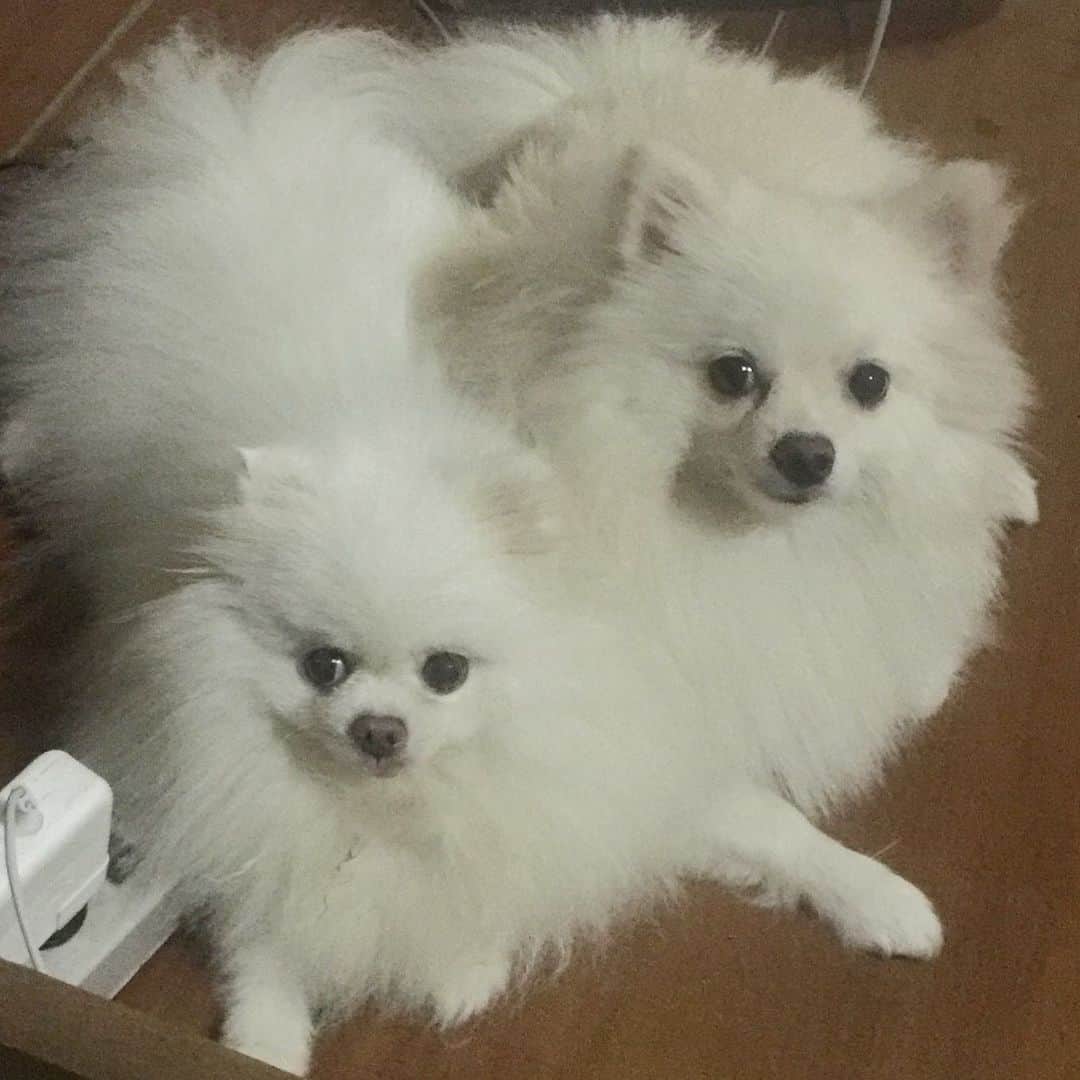JEWELのインスタグラム：「This past week has been chilly and Pancake can be useful for extra warmth so I allowed her to sit beside me 😂🐶❤️ #dogstagram #frenemies #pomeranian #pomeranianpage #puppiesofinstgram #dogstagram #dogoftheday #weeklyfluff #fluffy #instagood #instamood」