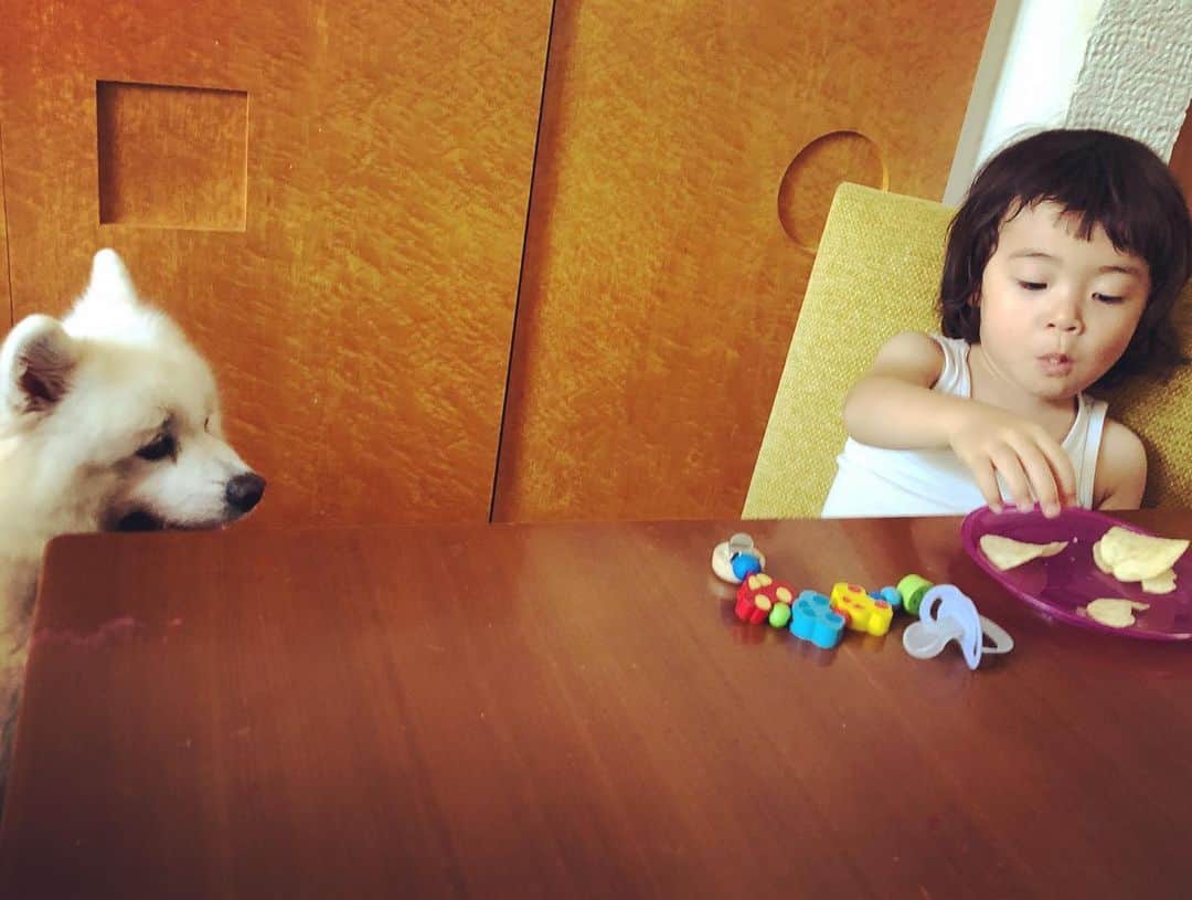 つるの剛士さんのインスタグラム写真 - (つるの剛士Instagram)「犬視眈々。  #しゃっちょ #アグオ先生 #いつでもお菓子を狙っている」8月4日 14時20分 - takeshi__tsuruno