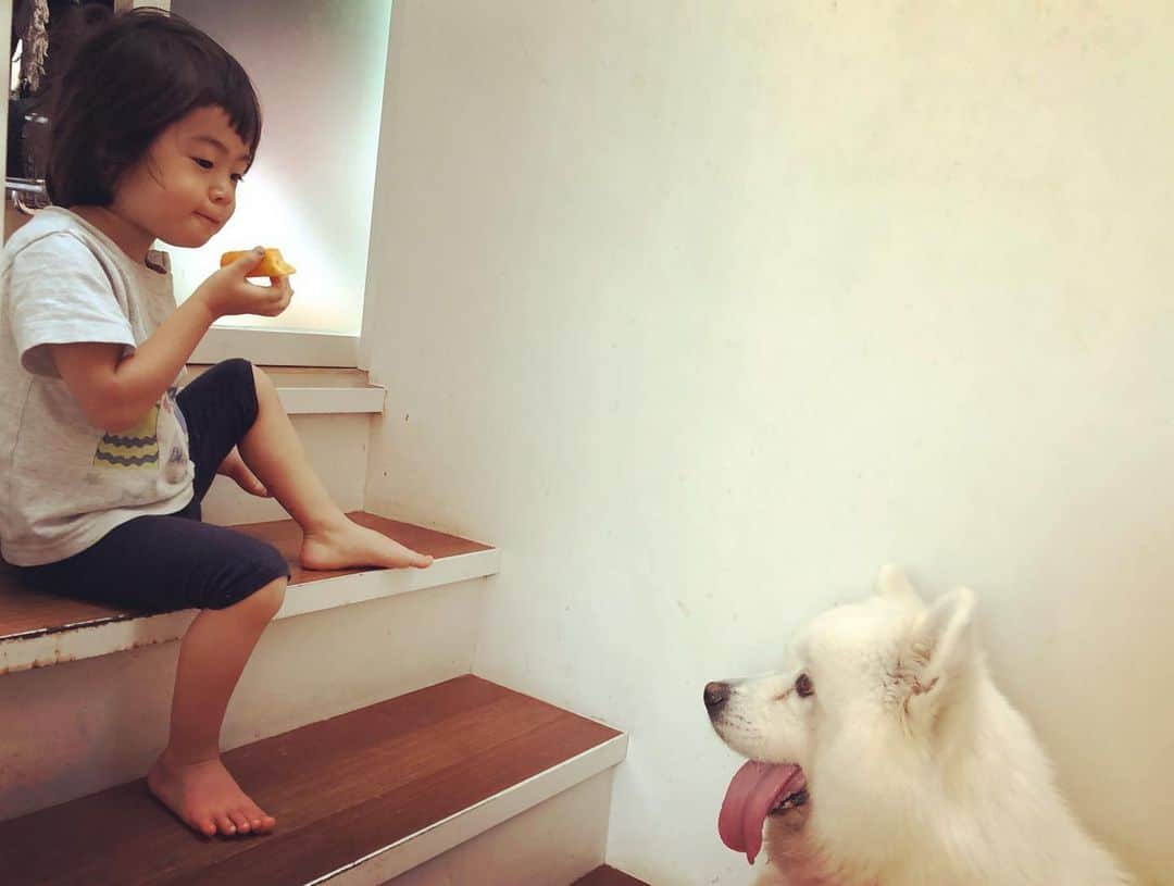 つるの剛士さんのインスタグラム写真 - (つるの剛士Instagram)「犬視眈々。  #しゃっちょ #アグオ先生 #いつでもお菓子を狙っている」8月4日 14時20分 - takeshi__tsuruno
