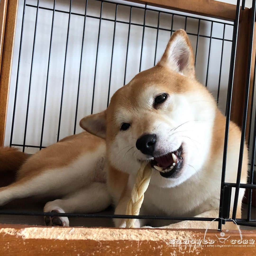 Alex Toさんのインスタグラム写真 - (Alex ToInstagram)「Tea time 😊😊😊 #cute #dog #doglover #dogsofinstagram #dogoftheday #dogofthedayjp #dogstagram #fluffy #hkig #hongkong #ilovemydog #instadog #instagood #instamood #instagraphy #shabainu #samoyedoninstagram #pet #petlovers #petsofinstagram #petstagram #photooftheday #puppy #pupsofinstagram #samoyed #samoyedsofinstagram #webstagram #犬 #サモエド」8月4日 14時21分 - alexto