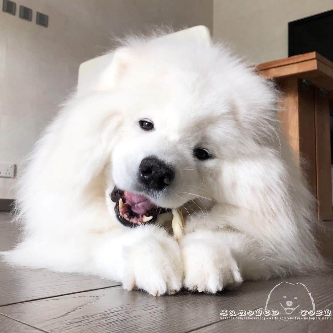 Alex Toさんのインスタグラム写真 - (Alex ToInstagram)「Tea time 😊😊😊 #cute #dog #doglover #dogsofinstagram #dogoftheday #dogofthedayjp #dogstagram #fluffy #hkig #hongkong #ilovemydog #instadog #instagood #instamood #instagraphy #shabainu #samoyedoninstagram #pet #petlovers #petsofinstagram #petstagram #photooftheday #puppy #pupsofinstagram #samoyed #samoyedsofinstagram #webstagram #犬 #サモエド」8月4日 14時21分 - alexto