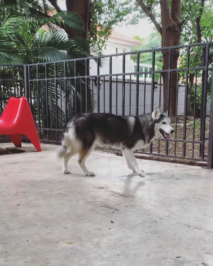 r_oseのインスタグラム：「To another level🔝 🐾.... I think she’s trying to run🐺〰️ #yougogirl 🙌🏼 #siberianhusky #malibu」