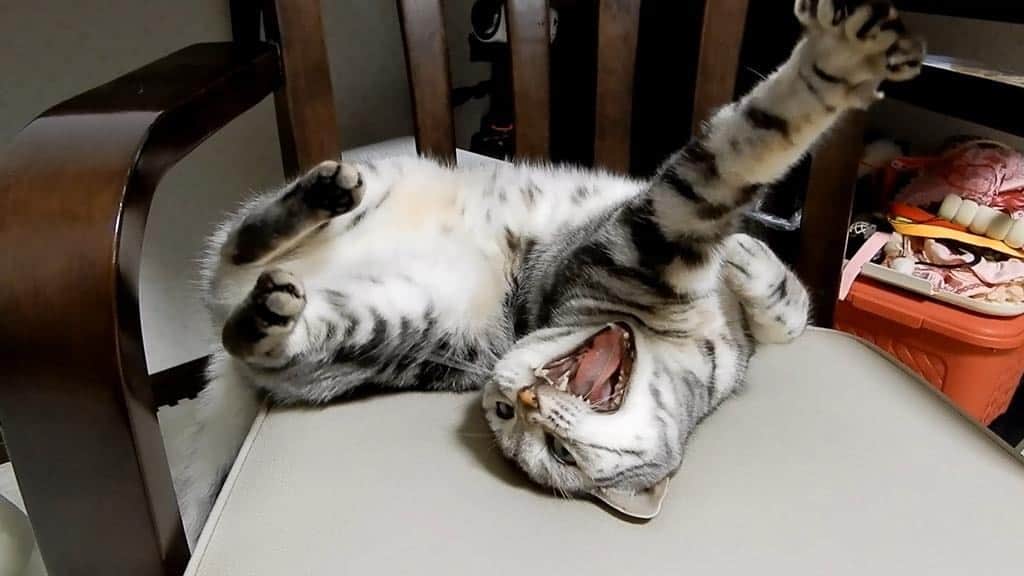 あめちゃんのインスタグラム：「リラックスしすぎ…で可愛い❤ #cat #ねこ #ネコ #猫 #アメショ #猫動画 #動画 #YouTube」