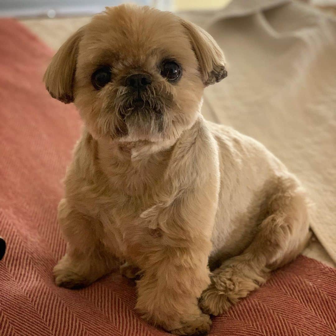 Dougie the Shih Tzuさんのインスタグラム写真 - (Dougie the Shih TzuInstagram)「Bedtime with a teddy bear.」8月4日 14時46分 - dailydougie