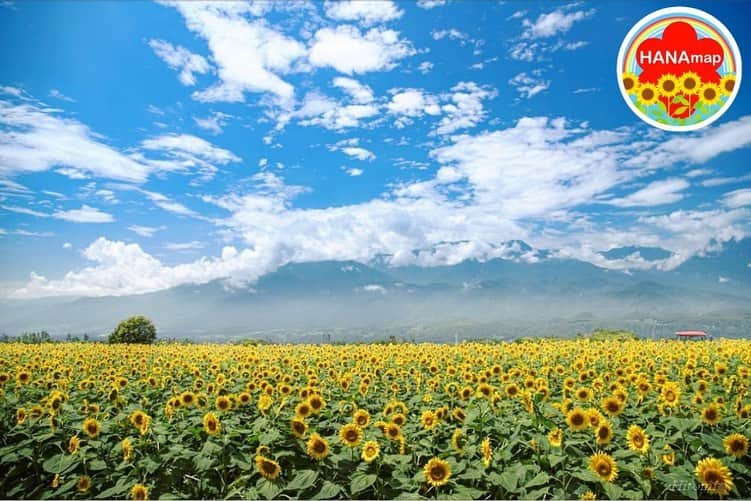 はなまっぷ❁日本の花風景さんのインスタグラム写真 - (はなまっぷ❁日本の花風景Instagram)「🌻🌺はなまっぷの夏まつり🌺🌻 * @ululun さんの 夏の花々に花まるを💮 * 暑さに負けずに咲き誇る素敵な夏の花々をありがとうございます😊🌺 * 山梨  #明野ひまわり畑 Hokuto, Yamanashi Pref. * 🌻ヒマワリの花言葉🌻 あなたを見つめる、愛慕 * 🌈•••🌺•••🌻•••🌺•••🌻•••🌺•••🌈 * 🌺夏まつり始めました🌺 〜8/31まで #はなまっぷ  のタグの中から、夏のお花のお写真をご紹介させていただきます。期間中はランダムに、複数枚投稿でもご紹介させていただく場合がございます。 * #夏#日本#花#ひまわり#ヒマワリ#向日葵 * 🌈•••🌺•••🌻•••🌺•••🌻•••🌺•••🌈 *」8月4日 14時58分 - hanamap