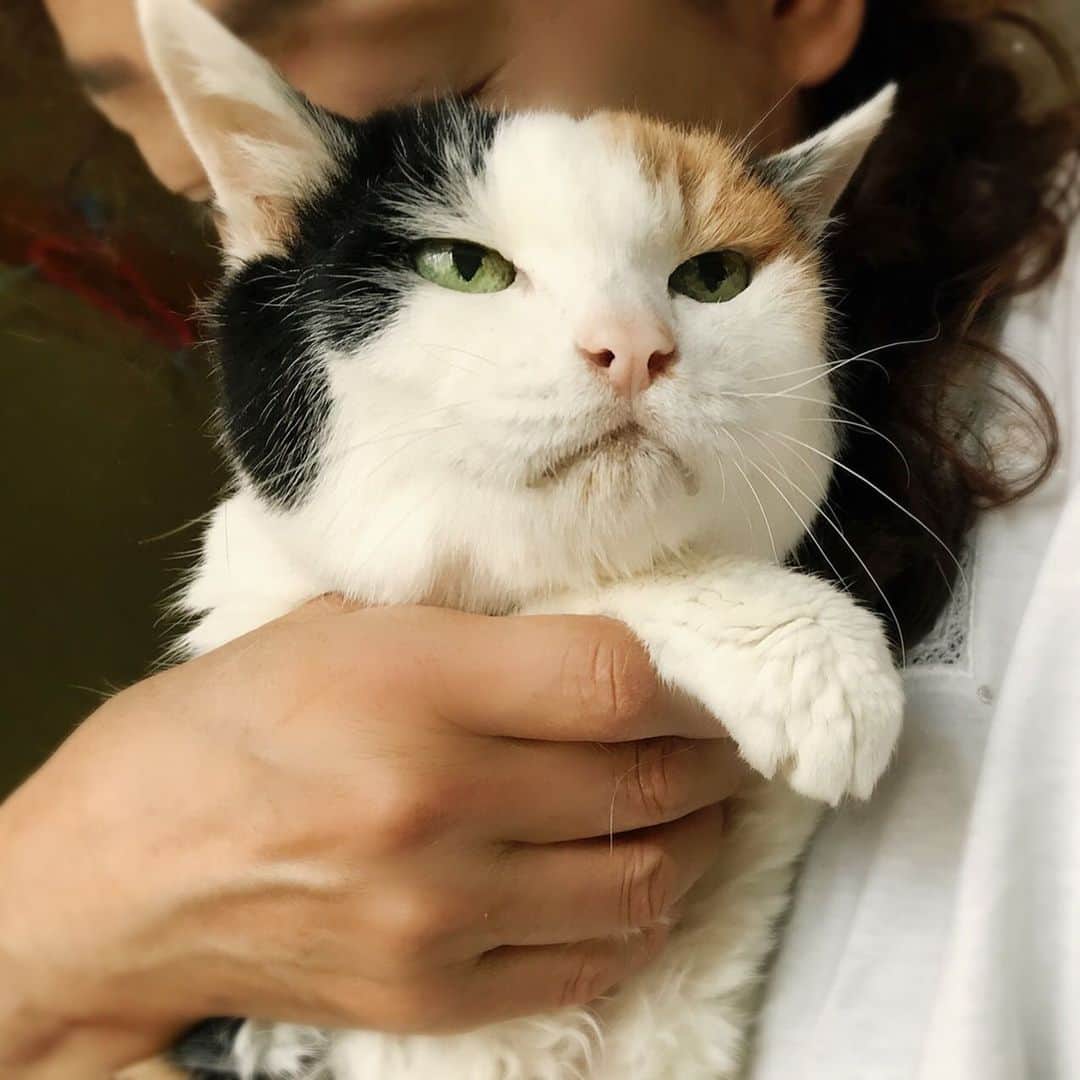 kei515yuさんのインスタグラム写真 - (kei515yuInstagram)「暑いんや。抱っこやめとくれやす。 She doesn't want to hugged.  #cat #ねこ #三毛猫 #猫部 #猫 #catstagram #tamahanas #japanesecat #kitty #calico #tortoiseshell  #insta_catshots #cat_features #catsofinstagram #にゃんすたぐらむ #おばあにゃん #猫23歳」8月4日 14時51分 - kei515yu