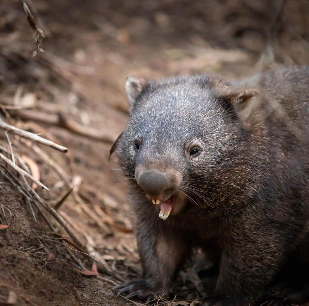 Australiaさんのインスタグラム写真 - (AustraliaInstagram)「When you see the waiter walking over with your order. 🤩 @yousnoozeyoumoose saw this ecstatic #wombat at #Warrandyte in @visityarravalley_official, an hour’s drive from @visitmelbourne. Situated on the #YarraRiver, the town is surrounded by the #WarrandyteStatePark, a bushland with scenic walking trails and native #wildlife. Stroll through the park for some animals- and bird-spotting, or go canoeing on the river and enjoy the peace and solitude.  #seeaustralia #visitvictoria #YarraValley #travel #weeklyfluff #wildlifephotography」8月4日 15時00分 - australia