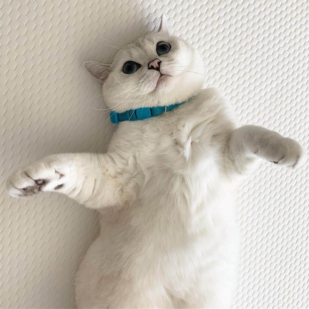 ミスター・ホワイトさんのインスタグラム写真 - (ミスター・ホワイトInstagram)「Can you give me a hug? ❤️」8月5日 1時59分 - white_coffee_cat