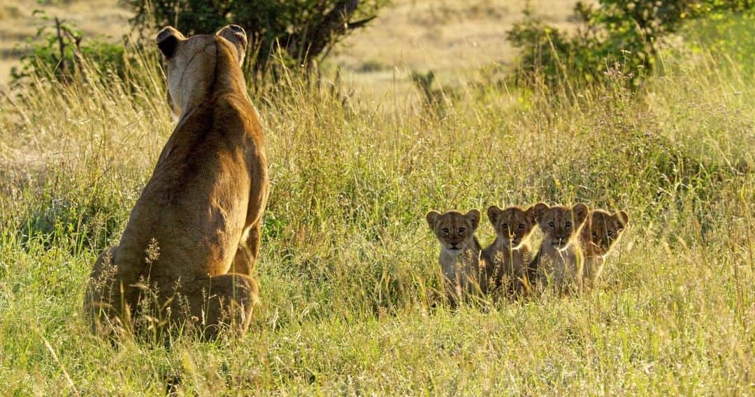 Discoveryさんのインスタグラム写真 - (DiscoveryInstagram)「Kali is a devoted mother of four cubs. She’s an experienced and fearless lioness who’s made one big mistake by having cubs with a male from outside of the pride.  Exiled from her family she is forced to try and raise her young alone - an almost impossible task. But Kali is strong and determined, and no matter how desperate things get she won’t give up. Tune in to Discovery tonight at 8p ET to watch #Serengeti commercial free and meet Kali and her cubs. . . . . #potd #Africa #lion #lioness #cubs #baby #sunday #explore #naturephotography #nature #travelIG #wow #natureIG #explore #travelgram #wildlifeIG」8月5日 0時41分 - discovery