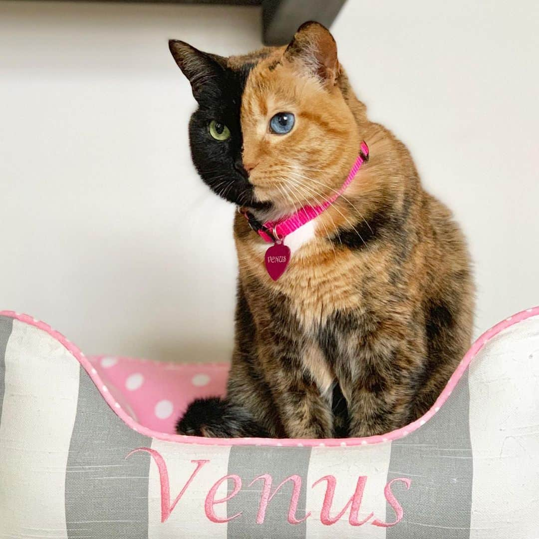 Venus Cat さんのインスタグラム写真 - (Venus Cat Instagram)「My name is Venus but my nickname (given to me by my fans/followers) is two-face. What is yours or your pet’s nickname? 🐈 🐕 🐾」8月5日 0時56分 - venustwofacecat