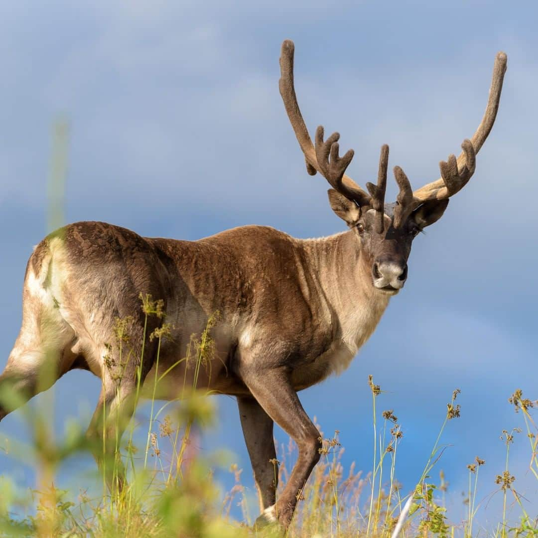 アニマルプラネットさんのインスタグラム写真 - (アニマルプラネットInstagram)「WAIT do you see how stunning this caribou's eyelashes are?! Both male and female caribou grow antlers unlike other deer species. . . . . . . #animalplanetupclose #animalsofinstagram #animalplanet #animaloftheday #wild #wildlife #outdoors #animals #wildanimals #conservation #nature #animallovers #instanature #wildgeography #caribou」8月5日 1時00分 - animalplanet