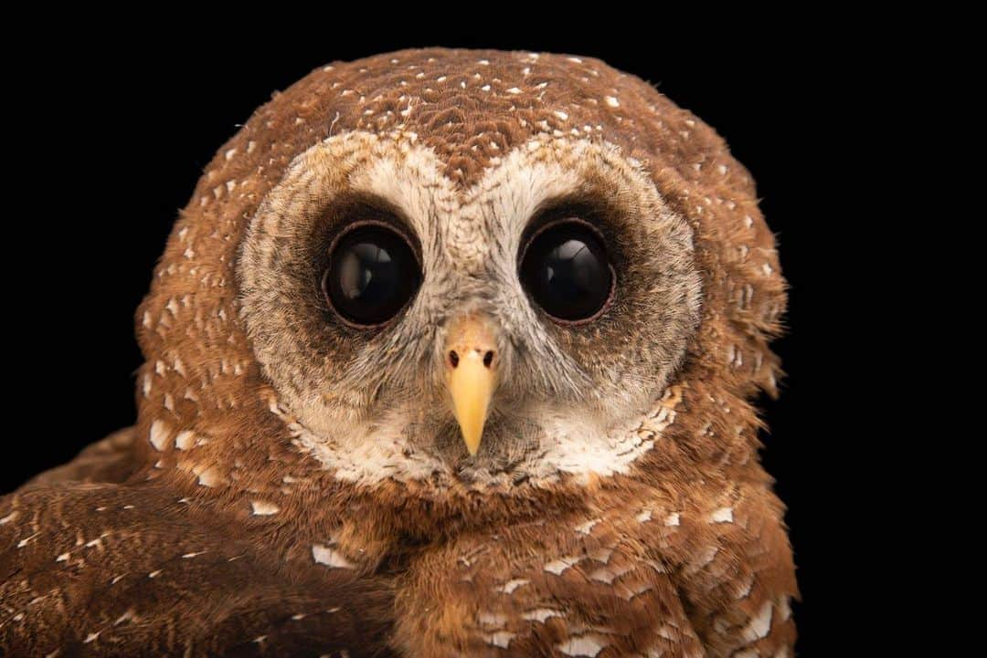 Joel Sartoreさんのインスタグラム写真 - (Joel SartoreInstagram)「Want to help protect nocturnal fliers like this African wood owl? ​Turn off your outside lights before heading to bed! Owls are equipped to navigate and hunt under the cover of darkness, so by reducing light pollution, you’re making it easier for these birds to roam freely. The African wood owl feeds mostly on insects, reptiles, small rodents, and occasionally, smaller birds. Most hunting is done from a perch, with the owl watching its victim intently before swooping down on it. Like many owl species, the wood owl makes its presence known at night through vocalizations that echo through the trees. While these calls can be heard year-round, their frequency tends to increase during breeding season. Check out the link in my bio to learn more about how you can make your backyard more owl-friendly. This photo was taken at the Monticello Center in Italy thanks to the support of @greenteenteam. #Owlawarenessday #woodowl #Africa #bigeyes #nocturnal #lightsout #PhotoArk #savetogether」8月5日 1時41分 - joelsartore