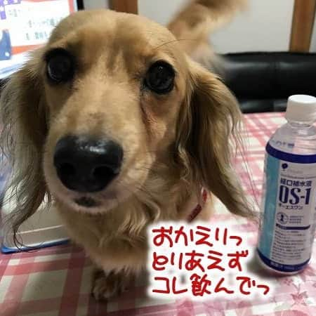 メルロコ一家の楽屋裏のインスタグラム