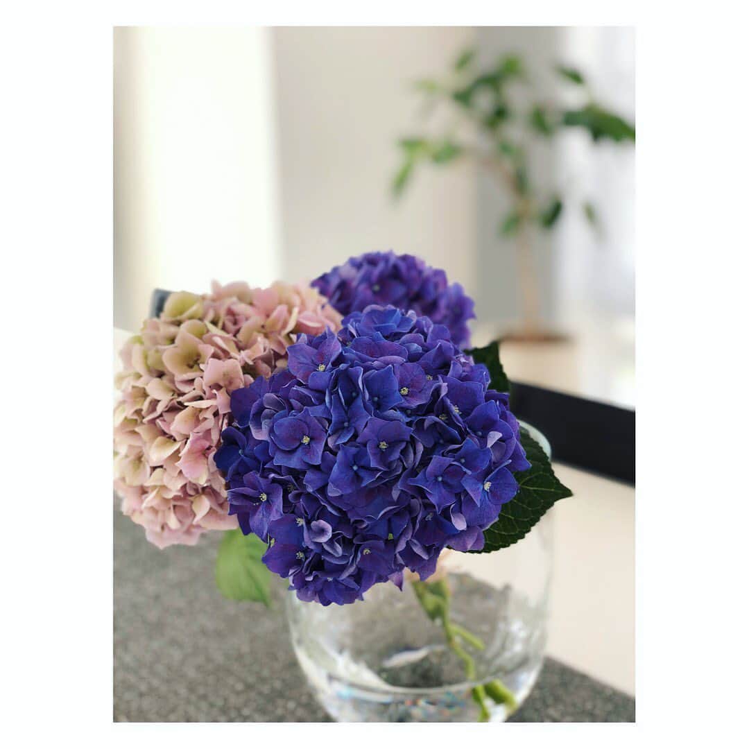 望月理恵さんのインスタグラム写真 - (望月理恵Instagram)「暑いですね。  花も頑張ってます。」8月4日 16時54分 - mochiee28