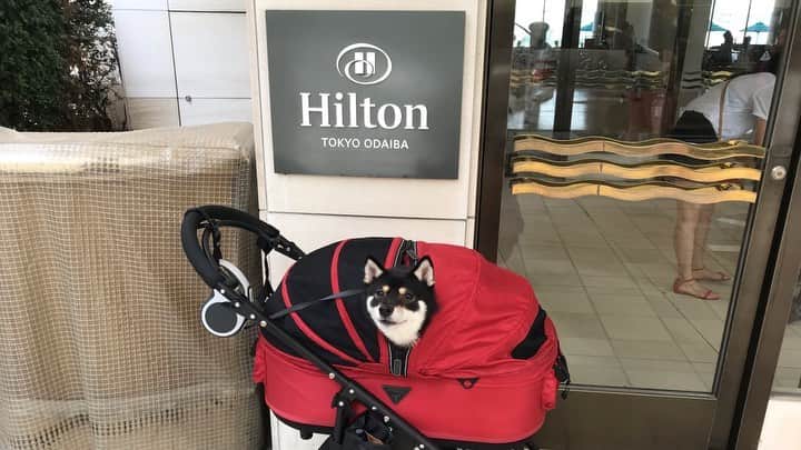 まめ丸のインスタグラム：「* * 【スワイプしてね🐶👈】 ぼくとパパとママの3人のお誕生日のお祝い🎂に ヒルトン東京お台場にお泊まりしてきたよー🐶💓 一緒にお泊まりできるってうれしいー❣️ #ぼくがおへや案内してる風の動画 * お台場はペットと一緒に楽しめるスポットがたくさん✨ でもこんでるしあついしすぐつかれちゃって、いつもあんまりゆっくりできないの🐶💦 今回はホテルでちょっとゆっくりしてまたお台場を楽しめたからとってもよかったよ🐶🍀 あとは… なんとペットコンシェルジュさんがいるの🐶❣️ お台場のペット情報いろいろおしえてもらえるよ💡 ぼくはウッドデッキとお庭がお気に入りでミニドッグランみたいにあそべて楽しかったー🐶💓 お部屋にはケージと必要なグッズもあって安心☺︎ * #でもぼくのメインイベントはまだこれから🐶㊙️ #いつもおるすばんがんばってるごほうび💓 #ヒルトン東京お台場 #ワンニャイトステイ 🐕🐈🐕🐈 * #ペットと泊まれる宿#ペットと泊まれるホテル #ペットと旅行#hiltontokyoodaiba #柴犬#豆柴#柴#黒柴#犬#しばいぬ#shiba#shibainu#shibastagram#puppy#instadog#dogstagram#dog#pet#petstagram#adorable#cute#강아지#멍스타그램#odaiba#お台場」