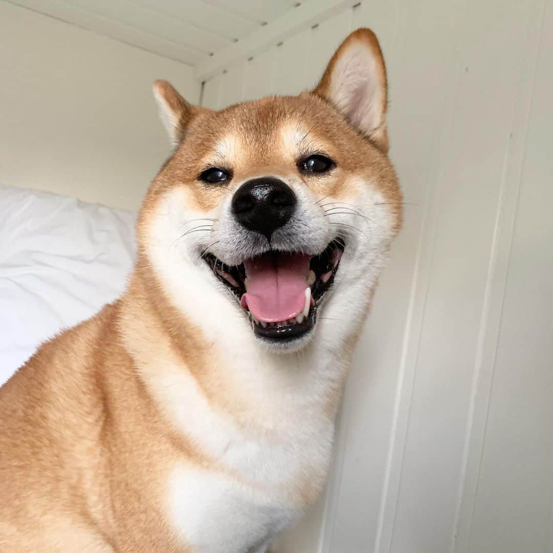 ?Fricko the Shiba Inu?のインスタグラム：「When hooman asked “who is a good boy?” 😆 I think the answer is me! 🐾 🐾 🐾 🐾 #Fricko #🐶 #☀️ #shiba #shibainu #dog #柴犬 #赤柴  #adorable #shibalovers #shibaholics  #dogoftheday  #weeklyfluff #aww #dogstagram  #dogscorner #puppiesofinstagram #shibapuppy」