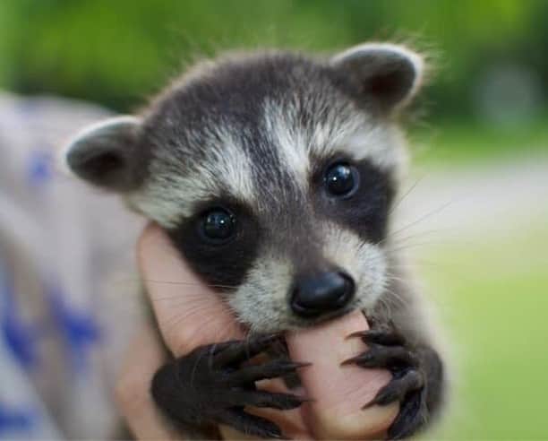 Baby Animalsさんのインスタグラム写真 - (Baby AnimalsInstagram)「Someone please get me a baby raccoon!」8月4日 17時58分 - thebabyanimals