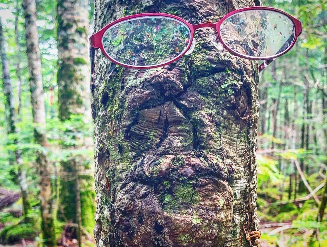 田中幸さんのインスタグラム写真 - (田中幸Instagram)「苔の森で過ごす オトナの夏休み  @marmot_japan  @marmot #白駒荘 @shirakomaso」8月4日 17時59分 - sachitanaka