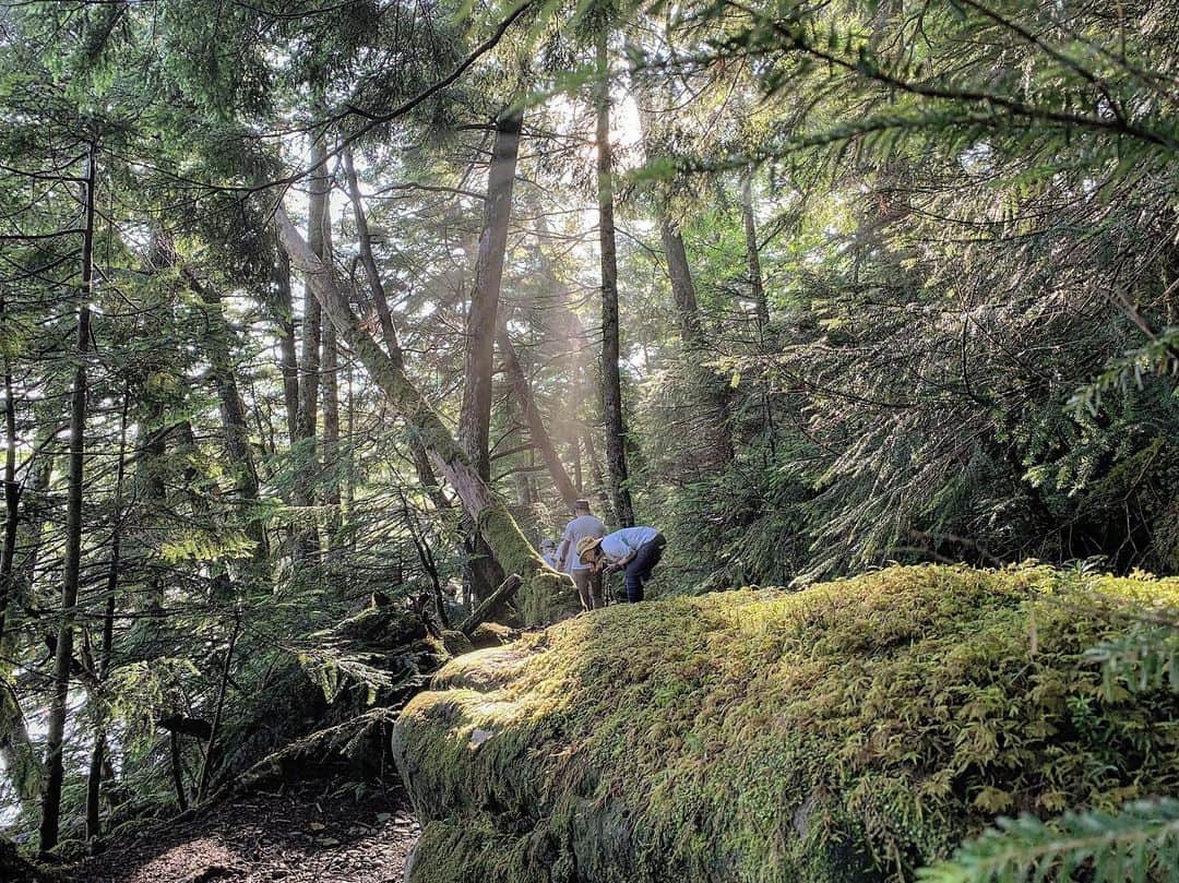 田中幸さんのインスタグラム写真 - (田中幸Instagram)「苔の森で過ごす オトナの夏休み  @marmot_japan  @marmot #白駒荘 @shirakomaso」8月4日 17時59分 - sachitanaka
