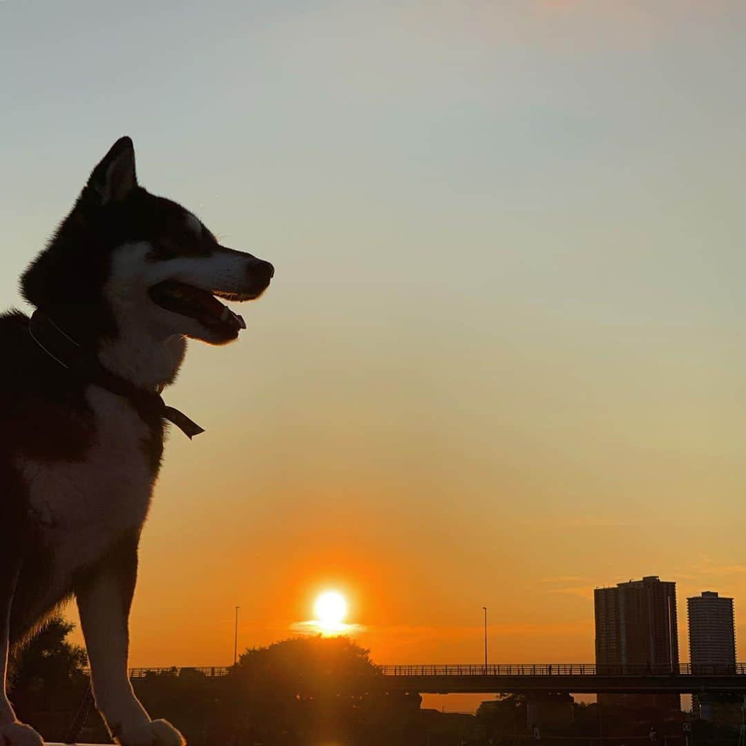 くろさんのインスタグラム写真 - (くろInstagram)「🌇夕焼け豆散歩🐾 #シルエットロマンス部 #夕焼け空 #夕日 #夕陽 #夕焼けこやけ #ゆうやけ #ゆうやけこやけ #ゆうやけこやけ部 #kuroshiba #blackshiba #shibainu #shibastagram #instadog #dogstagram #柴犬 #黒柴 #黑柴 #癒し犬 #いぬら部 #ふわもこ部 #柴犬部 #柴犬のいる暮らし #わんこのいる暮らし #わんこのいる生活 #わんこと一緒 #わんダフォ #わんだふるjapan」8月4日 18時37分 - m6bmw