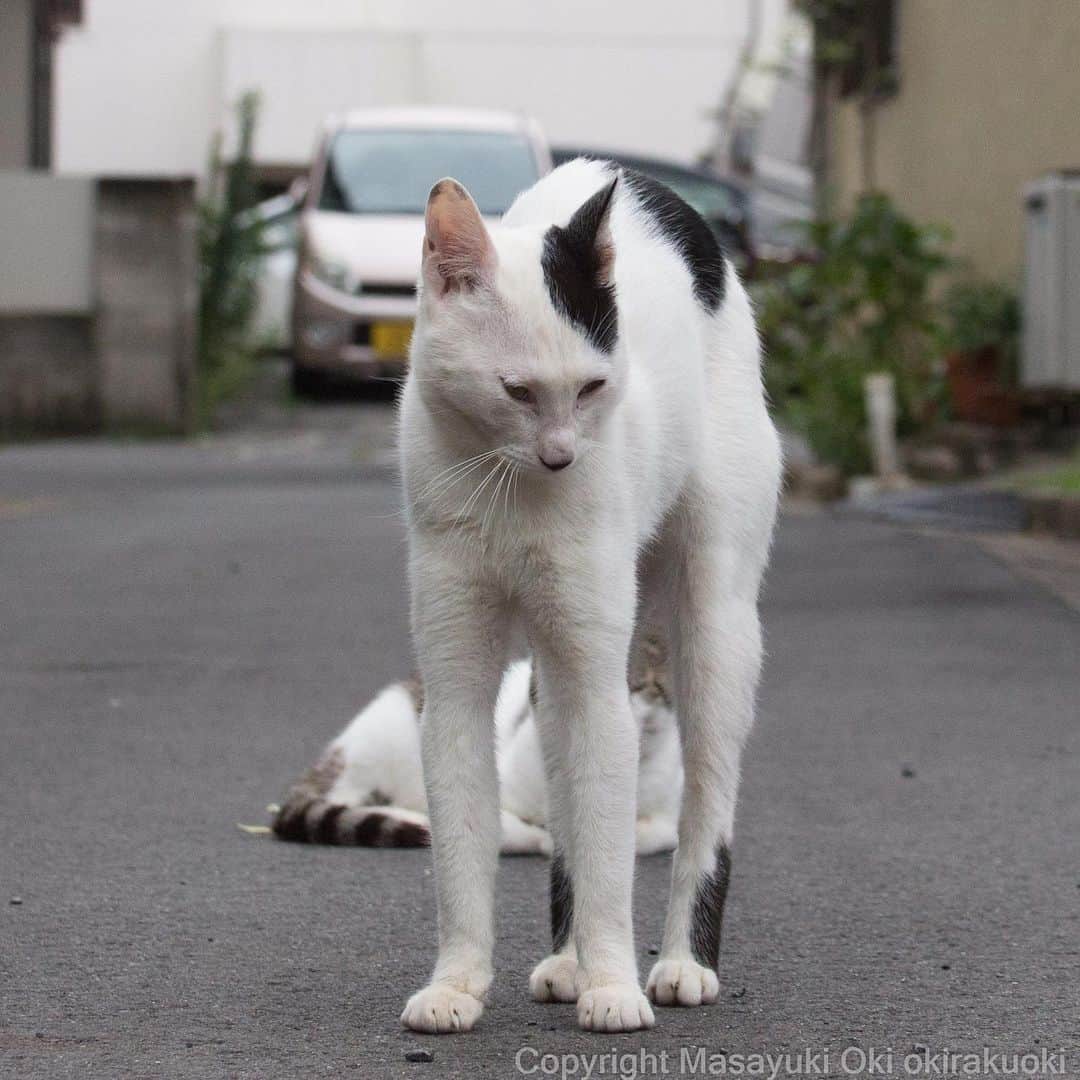 Masayukiさんのインスタグラム写真 - (MasayukiInstagram)「立ちはだかる。  #cat #ねこ」8月4日 18時38分 - okirakuoki