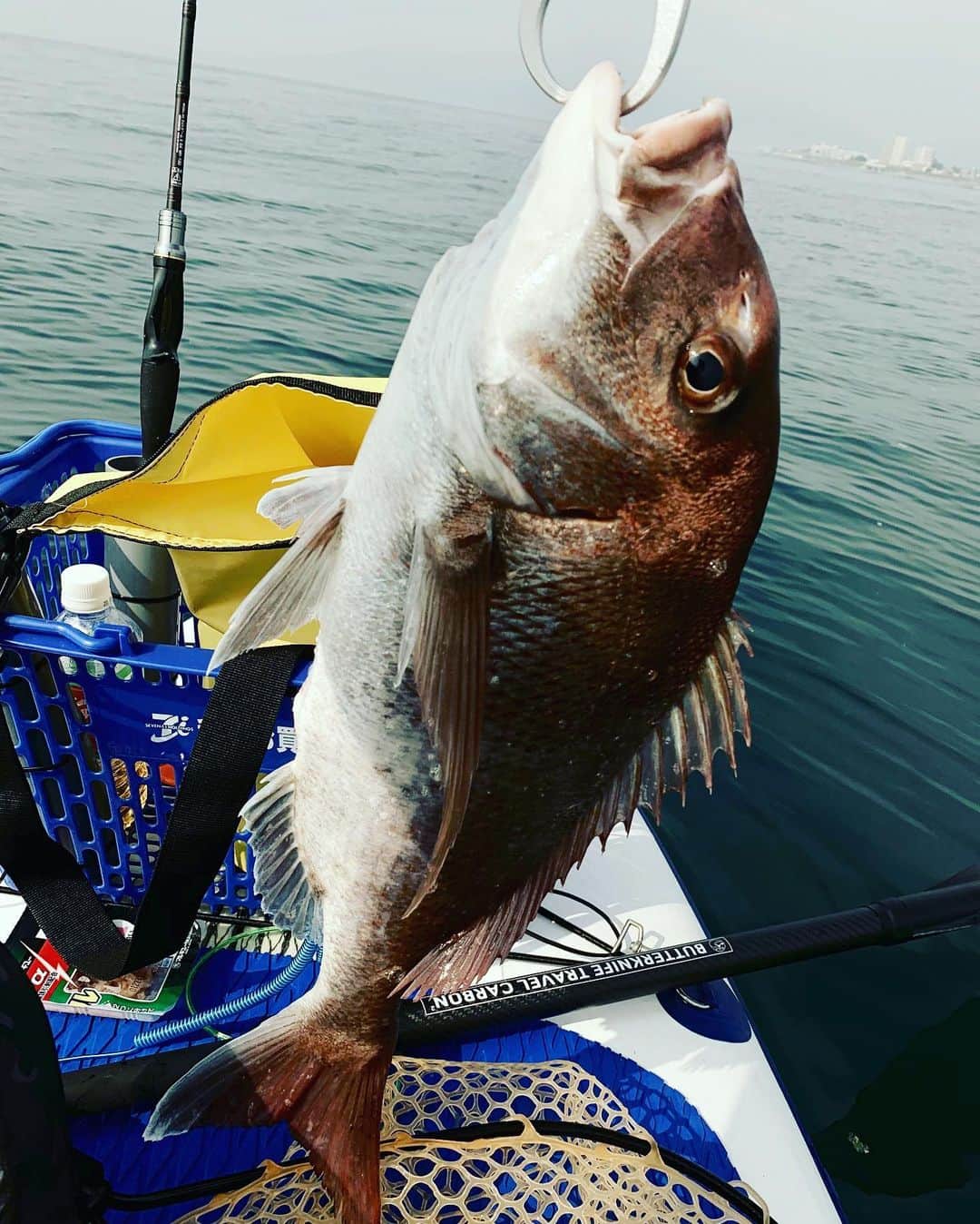 葛西一茂のインスタグラム：「本日真鯛ゲット！ 今晩は真鯛づくし^ - ^ #国府津海岸」