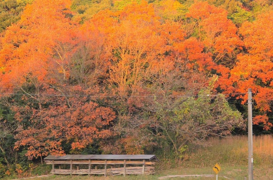 Satoyama推進コンソーシアムさんのインスタグラム写真 - (Satoyama推進コンソーシアムInstagram)「松江市内にある紅葉のきれいな里山です。いつも散歩で見ているのに季節で大きく姿を替えます。⁠⠀ ※Satoyamaフォトコンテスト2019代理投稿作品⠀⁠⠀ ⠀⁠⠀ #jtsatoyama2019⁠⠀ #フォトコンテスト⁠⠀ #フォトコン⠀⁠⠀ #写真⠀⁠⠀ #カメラ⠀⁠⠀ #里山⠀⁠⠀ #里海⠀⁠⠀ #風景⠀⁠⠀ #風景写真⠀⁠⠀ #日本の絶景⠀⁠⠀ #日本の美しい風景⠀⁠⠀ #田舎⠀⁠⠀ #田舎暮らし⠀⁠⠀ #photo⠀⁠⠀ #satoyama⠀⁠⠀ #satoumi⠀⁠⠀ #japan⠀⁠⠀ #landscape⠀⁠⠀ #japan_visit⠀⁠⠀ #Lovers_Nippon⠀⁠⠀ #daily_photo_jpn⠀⁠⠀ #naturephotography⁠⠀ #紅葉⁠⠀ #散歩」8月4日 18時56分 - jt.satoyama_consortium