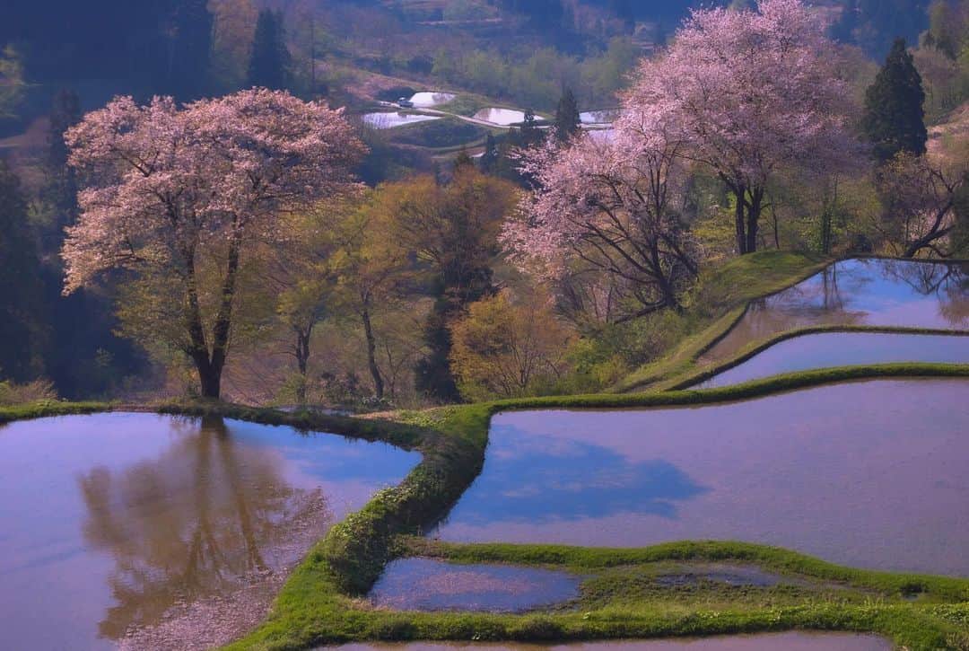 Satoyama推進コンソーシアムさんのインスタグラム写真 - (Satoyama推進コンソーシアムInstagram)「新潟県にある儀明のヤマザクラ。年によってはバラバラに咲くはずが、二本ほぼ同時に咲いていたのを初めて目にしました。⁠⠀ ※Satoyamaフォトコンテスト2019代理投稿作品⠀⁠⠀ ⠀⁠⠀ #jtsatoyama2019⁠⠀ #フォトコンテスト⁠⠀ #フォトコン⠀⁠⠀ #写真⠀⁠⠀ #カメラ⠀⁠⠀ #里山⠀⁠⠀ #里海⠀⁠⠀ #風景⠀⁠⠀ #風景写真⠀⁠⠀ #日本の絶景⠀⁠⠀ #日本の美しい風景⠀⁠⠀ #田舎⠀⁠⠀ #田舎暮らし⠀⁠⠀ #photo⠀⁠⠀ #satoyama⠀⁠⠀ #satoumi⠀⁠⠀ #japan⠀⁠⠀ #landscape⠀⁠⠀ #japan_visit⠀⁠⠀ #Lovers_Nippon⠀⁠⠀ #daily_photo_jpn⠀⁠⠀ #naturephotography⁠⠀ #ヤマザクラ⁠⠀ #田んぼ」8月4日 18時58分 - jt.satoyama_consortium