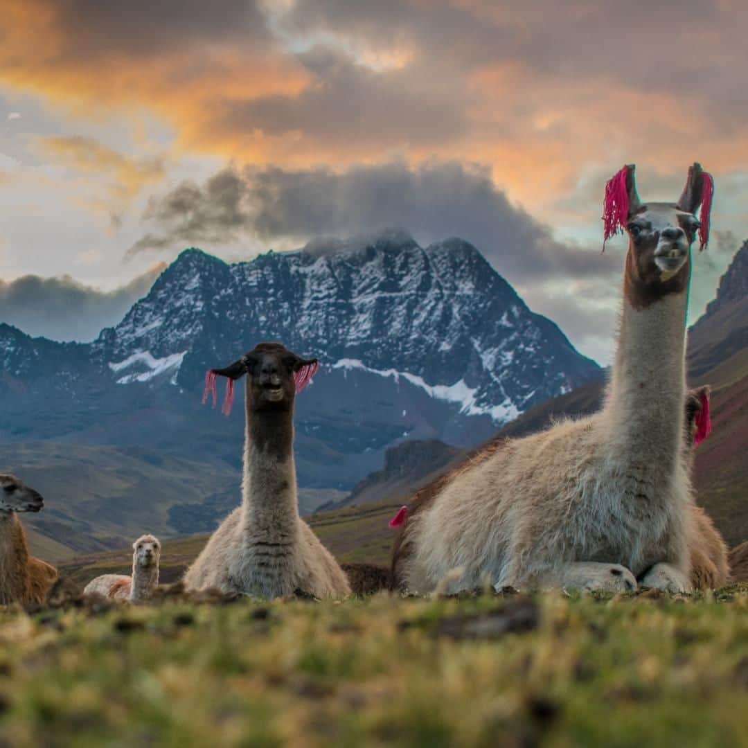 Lonely Planetさんのインスタグラム写真 - (Lonely PlanetInstagram)「'Llamas make the best hiking companions, don’t you think? During our multi-day hike and ice climb through this epic region, we saw more llamas and alpacas than people on the trails. The pink fabric on their ears is how local farmers mark their herd; an important measure when the animals are allowed to roam freely across hundreds of kilometers! P.s. Can you tell an #alpaca from a #llama? There are both in this photo! ' - @nomada.travel -- Tap our link in bio for more info on traveling to #Peru!」8月4日 19時00分 - lonelyplanet