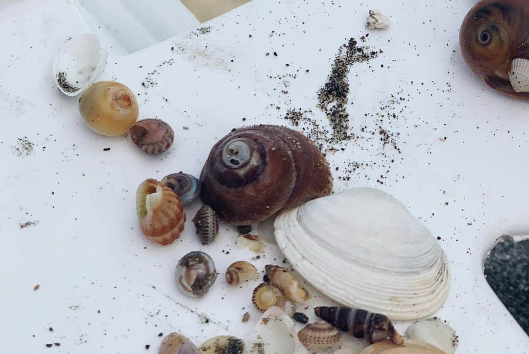 柳いろはさんのインスタグラム写真 - (柳いろはInstagram)「𝕤𝕝𝕠𝕨 𝕝𝕚𝕗𝕖𓂃𓇼𓍱 ・ ・ @botanique_abanca  candleに使える 貝殻探し。 小さな幸せを噛み締められる人で ありたいと思った。。 ・ ・ #sea #marine #shell #slow」8月4日 19時01分 - irohayanagi