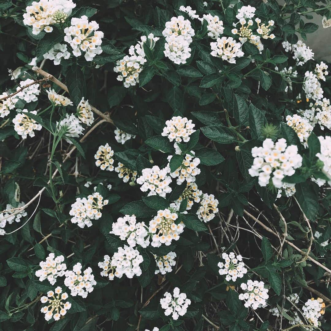 イプシー・キーラティさんのインスタグラム写真 - (イプシー・キーラティInstagram)「hello you beautiful little things :) 🍃💙 #gypsyisnotagardener」8月4日 19時04分 - gypsykeerati