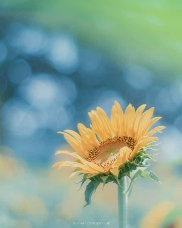 花の写真館のインスタグラム：「Photo by @saya_flora.⠀ https://instagram.com/saya_flora/⠀ .⠀ Original Post[投稿頂いたURL]⠀ https://www.instagram.com/p/BlrEOxfgOmZ/⠀ .⠀ 本アカウントは、 #私の花の写真 をつけてInstagramに投稿された皆さまの花の写真や、「花の写真館」Facebookページで投稿された花の写真を紹介します。⠀ 「花の写真館」Facebookページは、「 @floral.photograph 」のプロフィールにあるURLからご覧ください。⠀ .⠀ #花の写真館 #floralphotograph #floralphoto #flower #flowers #富士フイルム #FUJIFILM⠀ Follow: @floral.photograph」